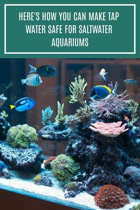 Saltwater aquariums are growing in popularity, but it can be difficult to maintain proper level of salinity. In this article, learn how you can make tap water safe for saltwater aquariums. #aquariumcare #saltwateraquarium 10 Gallon Saltwater Aquarium, Salt Water Aquarium Ideas, Salt Water Fish Tank, Salt Water Tank, Saltwater Aquarium Beginner, Salt Water Aquarium, Aquarium Sump, Saltwater Aquariums, Saltwater Aquarium Fish