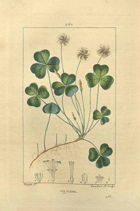 www.plantillustrations.org Work Loungewear, Oxalis Acetosella, Botanical Pictures, Vintage Botanical Prints, Botanical Illustrations, Illustrator Artist, Scientific Illustration, Sketch Inspiration, Botanical Drawings