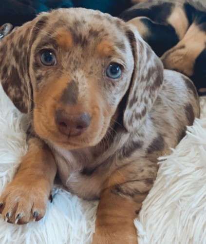 Mini Daschund, Silver Dapple Dachshund, Female Short Hair, Short Haired Dachshund, Daschund Puppies, Dapple Dachshund, Very Cute Dogs, What Dogs, Weenie Dogs