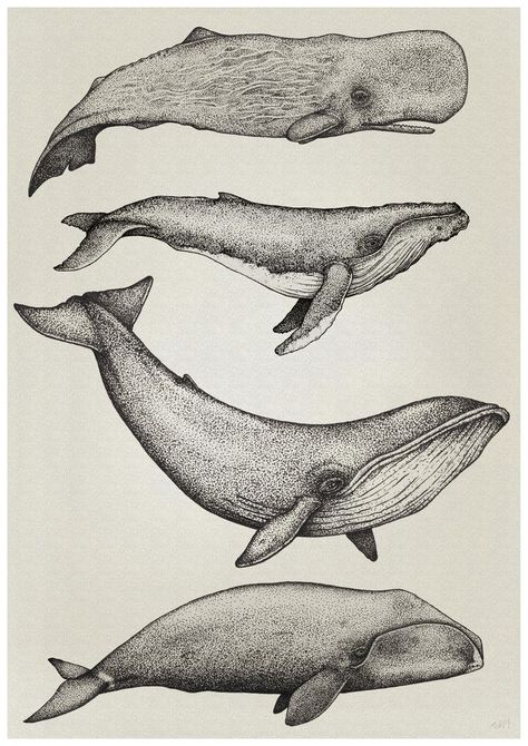 Whale Drawing, Whale Illustration, Whale Tattoos, Whale Art, Whale Print, Arte Sketchbook, Scientific Illustration, Arte Animal, Whales