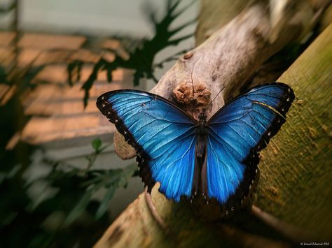 https://flic.kr/p/GwjgU4 | DSC_0039 m |  Mariposa morfo azul (Morpho helenor) Morpho Azul, Blue Morpho Butterfly, Beautiful Butterfly Photography, Morpho Butterfly, Blue Morpho, Butterfly Photos, Mood And Tone, Image Transfer, Beautiful Butterflies