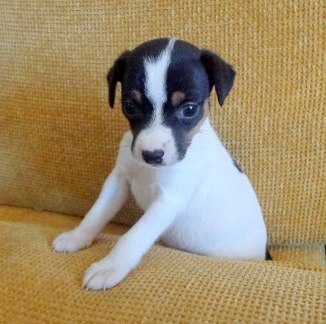 Chilean Fox Terrier Fox Terrier Chileno, Toy Terrier, Toy Fox Terriers, Jack Russell Dogs, Fox Terriers, Dream Dog, Rat Terriers, Fox Terrier, Jack Russell