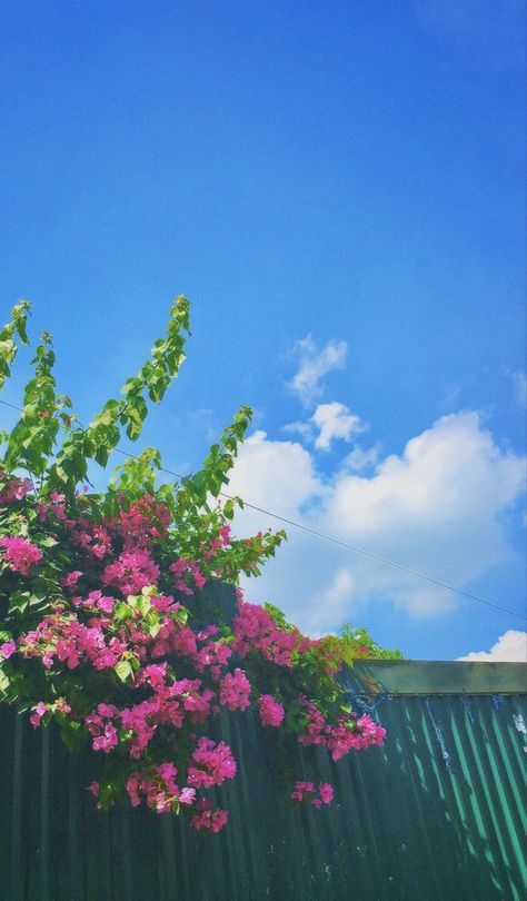 Bougainvillea Aesthetic, Flower Snap, Go Wallpaper, Sky Photography Nature, Flowers Photography Wallpaper, Nothing But Flowers, Wallpaper Nature Flowers, Flowers Aesthetic, Aesthetic Nature