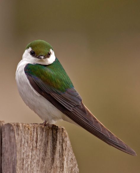 Bird Sitting, Kinds Of Birds, Nature Birds, Bird Pictures, Exotic Birds, Pretty Birds, Bird Photo, Colorful Birds, Cute Birds