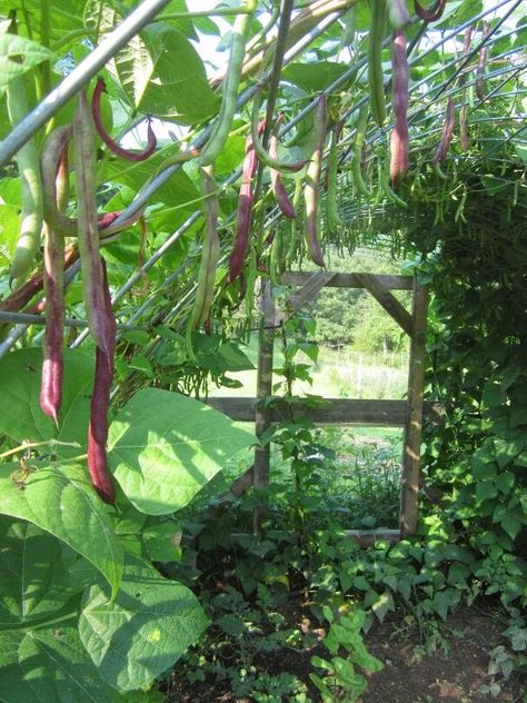 Bean Arch, Cattle Panel Trellis, Panel Trellis, Bean Trellis, Chicken Coop Garden, Cattle Panels, Best Beans, Trellis Plants, Outdoor Classroom