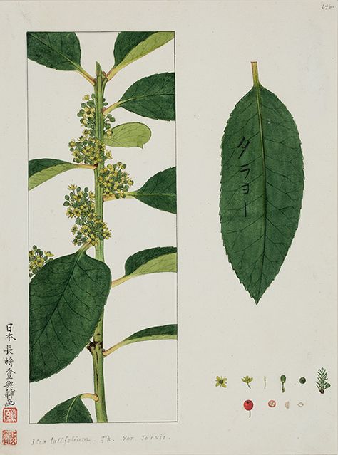 Japanese Plant Art, Japanese Botanical Art, Plants Botanical Illustration, Japanese Plants, Menu Illustration, Artificial Island, Japan History, Botanical Illustrations, Botanical Painting