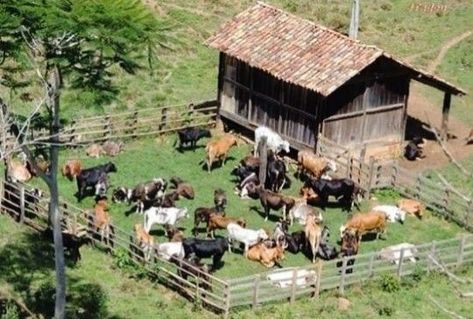 Poultry Farm Design, Green Roof House, Goat Shed, Goat Pen, Goat Shelter, Horse Barn Ideas Stables, Goat House, Cow House, Woodland House