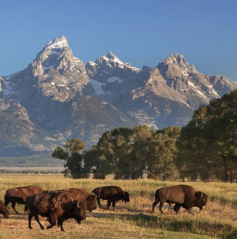 "Spectacular Grand Teton National Park Photo with Buffalo Roaming the landscape is a rare photo moment. Famous Moulton Barn in Jackson Hole Wyoming brings your walls to life with the Grand Teton Mountains as a backdrop. Perfect for your western or farmhouse decor. Various sizes available including extra large size of 94\" wide. Artwork is handmade using quality, heavy-duty canvas and professionally stretched on wooden gallery-wrap stretcher bar frames. No additional framing is required. Canvas h Wide Artwork, Wyoming Landscape, Photo Moment, Jackson Wyoming, Western Landscape, National Park Photos, Cow Canvas, Jackson Hole Wyoming, Mountain Canvas