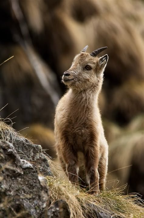 Very young steinbock Ibex Goat, Alpine Ibex, What Animal Are You, Wild Baby, Animal Stories, Wildlife Photography, Beautiful Creatures, Animal Kingdom, Animal Photography