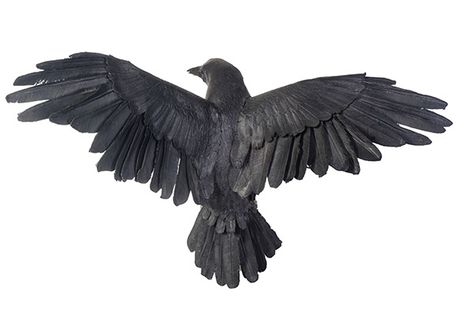 Crow Flying, Raven Tattoo, Crows Ravens, Bird Wings, Black Crow, Birds Flying, Kraken, Art Reference Poses, Black Bird