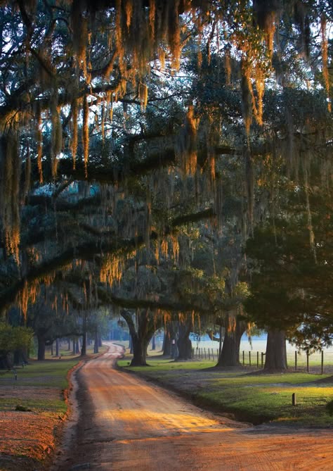 Country Roads Take Me Home, Spanish Moss, Back Road, Dirt Road, Jolie Photo, Country Gardening, Beautiful Tree, Beautiful World, Mother Nature