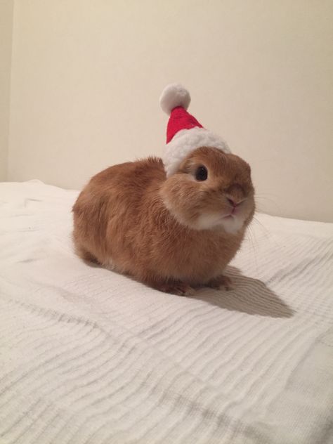 Pinterest || MuffiiMeybe #cute #adorable #smol #smolbean #bunny #bun #pup #puppy #dog #rabbit Christmas Bunny, Wearing A Hat, Cute Bunny, Wall, Christmas