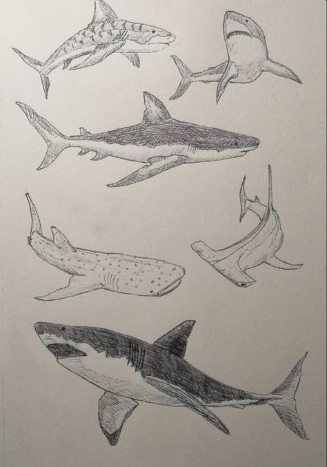 Shark Drawing Hammerhead, Great White Shark Drawing Easy, Megladon Shark Drawing, Great White Shark Sketch, Aesthetic Shark Drawing, Sharks Reference, Great White Shark Tattoo Simple, Blue Shark Drawing, Shark Sketch Easy