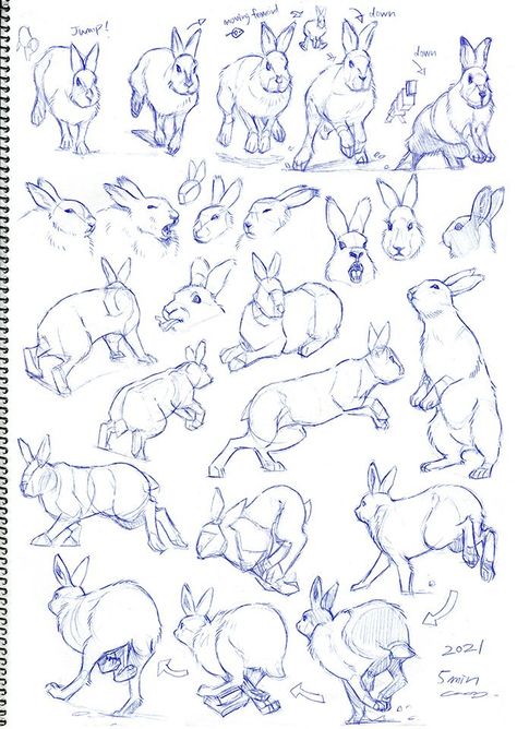 Hare Drawing, Rabbit Pose, Hare Pictures, Bunny Sketches, Rabbit Drawing, Animal Illustration Art, Animal Drawings Sketches, Bunny Drawing, Black And White Art Drawing