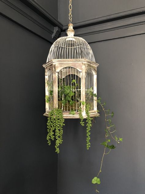 Bird Cage With Plants, Bird Cage Lights Hanging, Bird Cage Vintage, Bird Cage Planter, Bird Cage Decoration, Bird Cage Light Fixture, Vintage Bird Cages, Decorative Bird Cage, Bird Cage Lamp