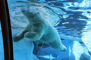 Beautiful polar photo that my wife took at the Detroit Zoo. Snow Bears, Zoo Aquarium, Pole Bear, Detroit Zoo, Business Culture, City Zoo, Ice Block, City Plan, The Great White