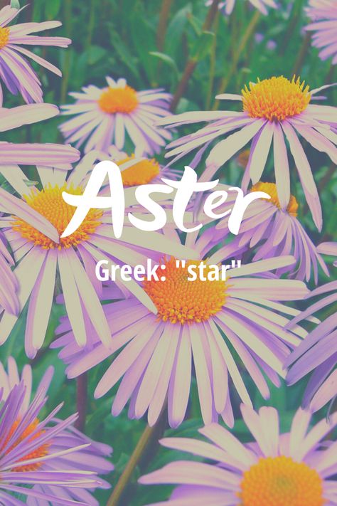 Aster is a beautiful name derived from Greek and means “star”. Aster is also the name of a beautiful purple flower in the daisy family and I love that this name has not one but two nature associations. It was not on the top 1000 baby names for girls in 2018 so it is definitely a unique name.   #uniquenames #girlnames #naturenames Aster Name Meaning, Aster Name, Aster Meaning, Aster Aesthetic, Nature Names For Girls, Modern Baby Girl Names, Daisy Name, Literary Names