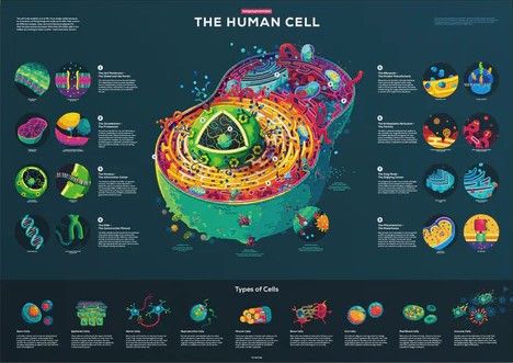 Cell Poster, Human Cell, Science Art Projects, Science Infographics, Biology Poster, Cells Project, Cell Organelles, Scientific Poster, Research Poster