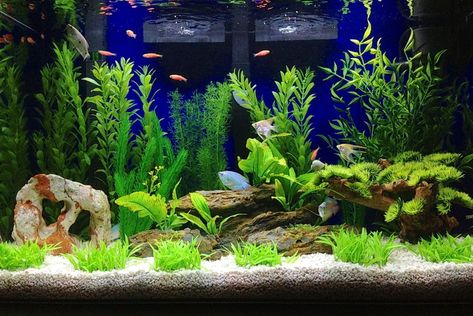 view 9 full verison photos of 29 gallons freshwater fish tank - photo #9 - seaclear 29 gallon - Fish Kept - -2 angelfish -4 neon gouramis -2 blue gouramis -2 plecos -4 swordtails -1 kuhli loach -2 mystery blue snails ... 90 Gallon Aquarium Ideas, Freshwater 55 Gallon Fish Tank Ideas, Angel Fish Tank Ideas, 36 Gallon Fish Tank Ideas, 65 Gallon Fish Tank Ideas, 30 Gallon Fish Tank Ideas, 29 Gallon Fish Tank Ideas, 40 Gallon Aquarium Ideas, 55 Gallon Fish Tank Ideas