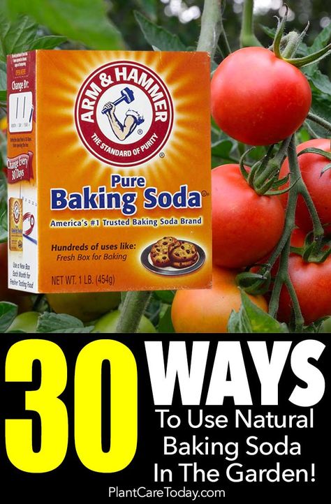 30 Ways To Use Natural Baking Soda In The Garden Baking Soda In The Garden, Baking Soda Drain Cleaner, Natural Soda, Uses Of Baking Soda, Easy Gardening Ideas, Baking Soda Shampoo Recipe, Uses For Baking Soda, Natural Baking, Cider Press