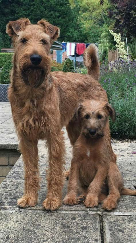 Irish Terrier Puppy, Irish Terrier Puppies, Irish Dog Breeds, Welsh Terrier, Irish Terrier, Airedale Terrier, Scottish Terrier, Dogs Of The World, Terrier Dogs