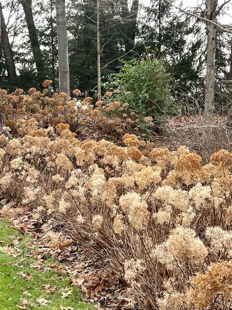 Incrediball Hydrangea, Smooth Hydrangea, Hydrangea Bush, Hydrangea Garden, Planting Shrubs, Flowering Shrubs, White Hydrangea, Winter Garden, In The Fall