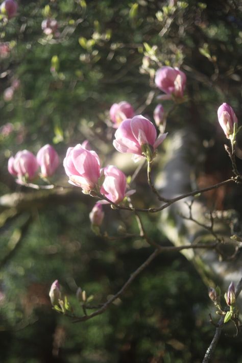 Spring Equinox Skincare Detox - Spring Equinox Aesthetic, Ostara Aesthetic, Equinox Aesthetic, London Parks, Celestial Event, Signs Of Spring, Spring Equinox, London Park, Bank Holiday Weekend