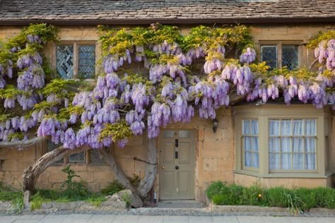 Wisteria Trellis, Wisteria Pergola, Best Front Door Colors, Wisteria Garden, Best Front Doors, Wisteria Tree, Front Door Paint Colors, Purple Wisteria, Modern Country Style