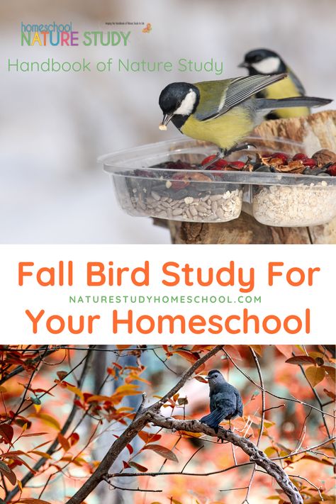 Fall Nature Study, Homeschool Art Lessons, Homeschool Science Lessons, Bird Study, Nature Club, Homeschool Nature, Homeschool Nature Study, Science Activity, Chalk Pastel