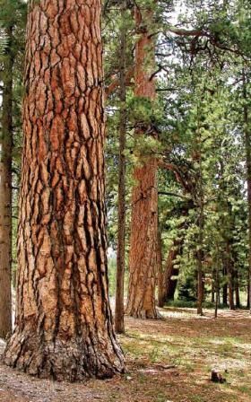 Forest Trees, Lodge Pole Pine Tree, Tall Pine Trees, Ponderosa Pine Tattoo, Pine Trees, Stone Pine Tree, Droopy Pine Tree, Ponderosa Pine Tree, Grand Fir