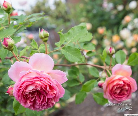 'Jubilee Celebration ' Rose Photo Jubilee Celebration Rose, Queens Jubilee, Gardening Inspiration, Rose Plant, Sweet William, Coming Up Roses, Rose Photo, Gorgeous Flowers, Planting Roses