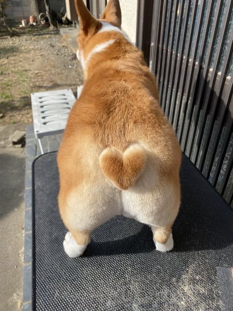 Fluffy Corgi, Baby Corgi, Cute Dog Wallpaper, Goofy Dog, Cute Dogs Images, Dog Haircuts, Corgi Funny, Corgi Butts, Cute Corgi