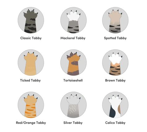 9 Types of Tabby Cat Colors & Patterns (With Pictures) - Catster Tabby Cat Pictures, Excited Cat, White Tabby Cat, Tabby Cats, Warrior Cat Oc, Cat Oc, Tortoise Shell Cat, Orange Cats, Orange Tabby