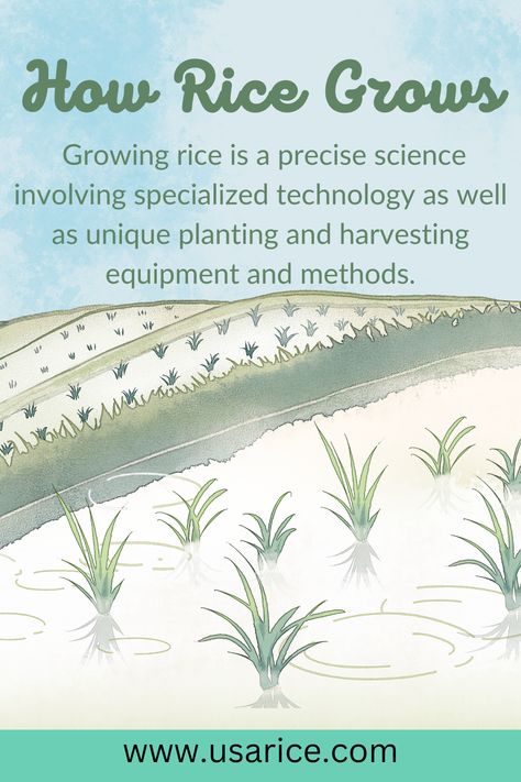 Growing Rice Rice Cultivation, Growing Rice, Irrigation Methods, Ways To Save Water, Rice Plant, Rice Paddy, Rice Mill, Rice Varieties, Wildlife Habitat