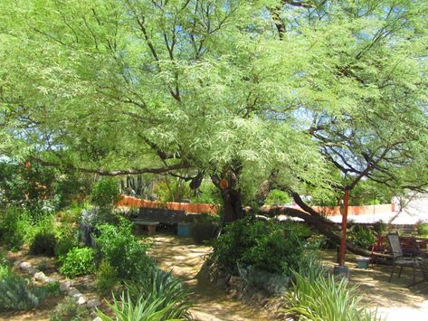 The best way to plant a tree in Tucson | Home & Garden | tucson.com Desert Willow, Fragrant Garden, Leafy Plants, Aromatic Plant, Desert Sun, Home Garden Plants, Fast Growing Trees, Plant A Tree, Fast Growing Plants