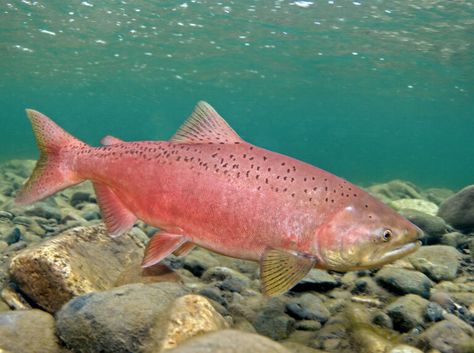 Pacific Salmon - Wild Salmon Center Salmon Species, Chum Salmon, Chinook Salmon, Pacific Salmon, Salmon Eggs, Drawn Fish, King Salmon, Sockeye Salmon, Salmon Run