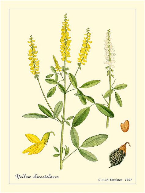 YELLOW SWEETCLOVER Vintage Botanical print by PosterPlace on Etsy Sweet Clover, Clover Tattoo, Vintage Botanical Prints, Vintage Botanical, Botanical Print, Herbal Medicine, Botanical Prints, The Wild, Wild Flowers