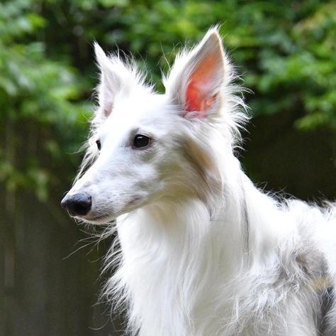 Silken Windhound, Ibizan Hound, Dog Words, Dog Anatomy, Good Dog, White Dogs, Weird Animals, Dog Photos, Beautiful Dogs