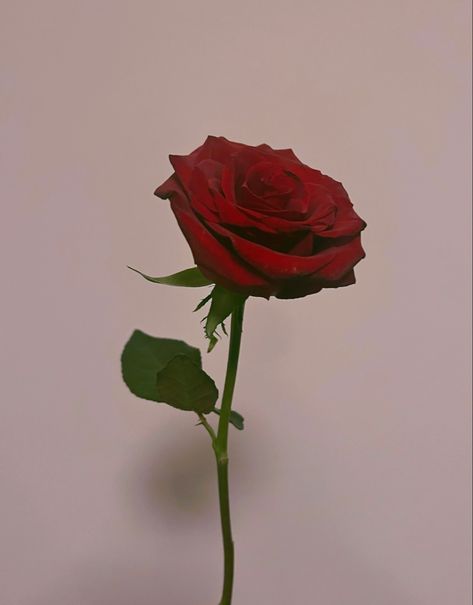 Aesthetic Rose Pic, Single Rose Aesthetic, Rose Reference, Rose Pic, Single Red Rose, Rose Flower Pictures, Aesthetic Roses, Rosé Aesthetic, Birthday Stuff