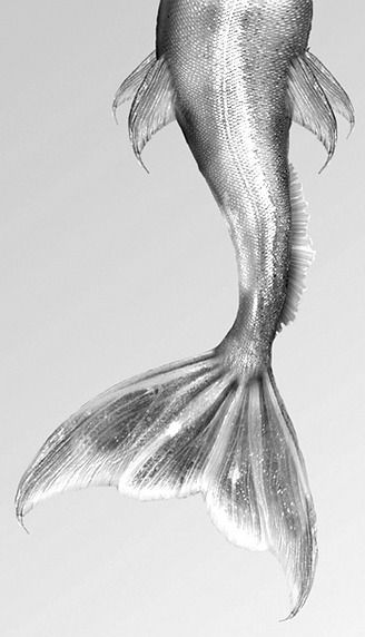 chrome, silver, metallic Silver Aesthetic, Grey Aesthetic, Mermaid Aesthetic, Silver Lining, White Photo, A Mermaid, Sirens, Little Mermaid, The Little Mermaid