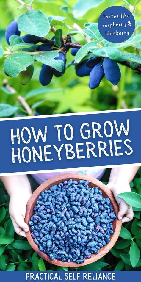 How to Grow Honeyberries: Edible Garden Ideas - If you're looking for a unique, delicious, and easy-to-grow fruit for your edible garden, then consider honeyberries, otherwise known as haskap berries. With their sweet and tangy flavor and vibrant color, these berries have been gaining in popularity over the past few years. Ready to get started? Spring is the perfect time to start growing honeyberries in your garden — read on to find out how! Growing Berries, Food Forest Garden, Fruit Growing, Berry Patch, Berry Garden, Edible Landscape, Spring Planting, Garden Fruit, Blue Berries