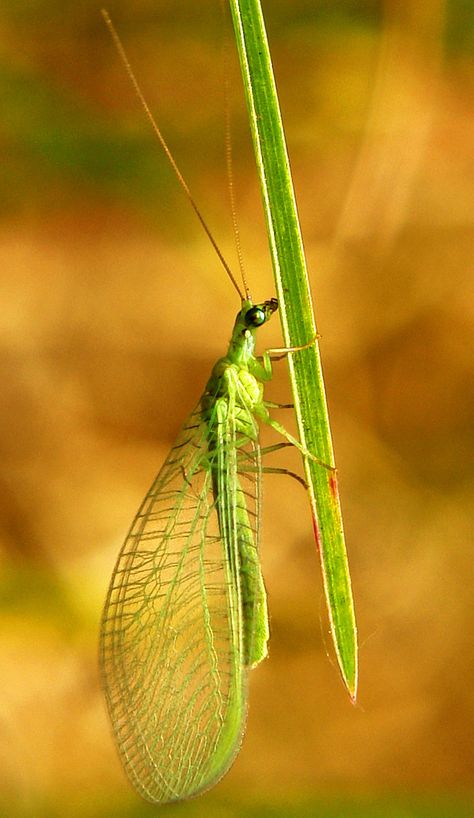 Chinese Green, Garden Bugs, Chinese Greens, A Bug's Life, Dragonfly Art, Beautiful Bugs, Arthropods, Pollinator Garden, Crustaceans