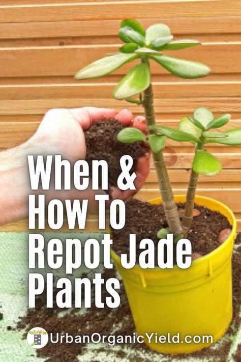 Jade Plant Repotting, Jade Tree Plant, How To Take Care Of Jade Plant, Jade Plants Varieties, Jade Plant Problems, Leggy Jade Plant, Jade Plant Decor Ideas, Repotting House Plants, Jade Plant Propagation