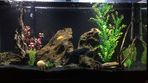 Black Fish Tank Ideas, Black Sand Fish Tank Ideas, Dark Fish Tank Ideas, Black Fish Tank, Aquarium For Home, Black Sand Aquarium Ideas, Blackwater Fish Tank, Fish Tank With Black Sand, Dark Fish Tank