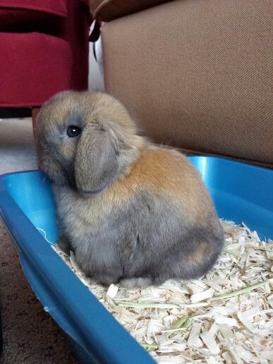 litter box training allows bunnies to be free. He enjoys quality time with the family. also it makes it a lot easier to clean their cage! Litter Box Training Rabbits, Litter Training Rabbits, Rabbit Tips, Bunny Litter Box, Lop Bunnies, Bunny Ideas, Holland Lop Bunnies, Lop Bunny, Rabbit Litter