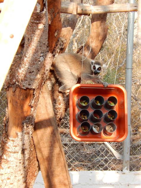 Amandine using the puzzle feeder at the Reniala Lemur Rescue Center Lemur Enrichment, Elephant Enrichment, Monkey Enrichment, Parrot Foraging, Monkey Enclosure, Bird Enrichment, Zoo Enrichment, Dog Finds, Enrichment Projects