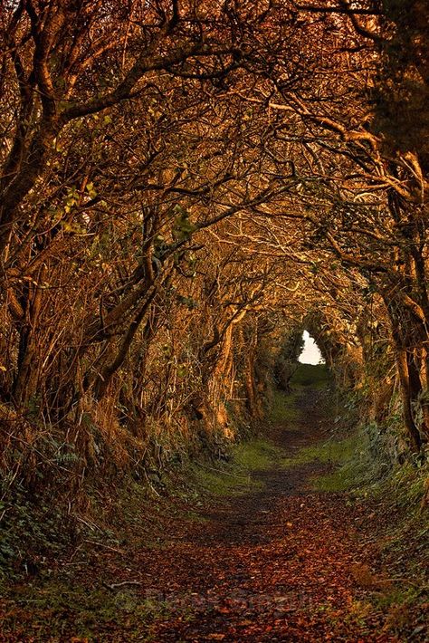 Tree Tunnel at Ballynoe - Ancient Path to the Stone Circle Monument Book Castle, Castle Series, Tree Tunnel, Ireland Trip, Stone Circle, Ancient Stone, Ireland Vacation, Crop Circles, The Grove