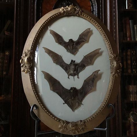 Oddities Decor Victorian, Gothic Aesthetic Victorian, Taxidermy Aesthetic, Gothic Taxidermy Decor, Bat Taxidermy, Victorian Gothic Aesthetic, Gothic Shelf, Victorian Taxidermy, Bat Display