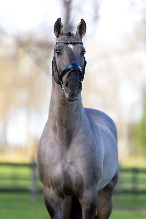 Beautiful Horses Wild, Lusitano Stallion, Irish Sport Horse, Hunter Horse, Horse Markings, Horse Coat Colors, Warmblood Horses, Horse Inspiration, Horse Wallpaper