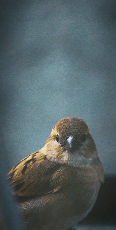 A cute Little sparrow! Sparrow Aesthetic, Aesthetic Cute Wallpaper, Beak Mask, Bird Pet, Sparrow Art, Sparrow Tattoo, Photography Animals, Song Birds, Bird Quotes